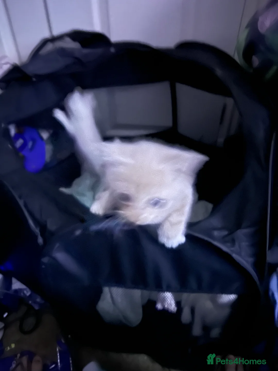 Mixed Breed cats for sale: white kittens available in Leicester - Advert 2