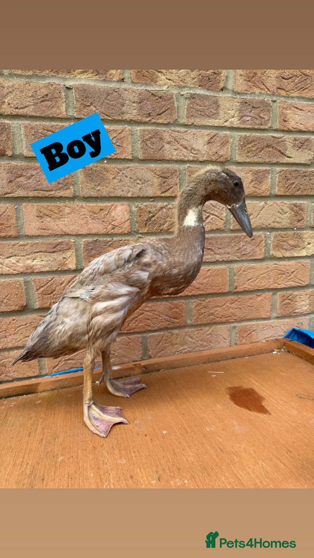 Ducks poultry for sale: Runner Ducks - Off Heat  - Advert 3