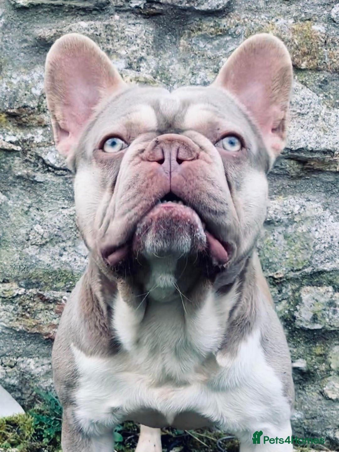 French Bulldog dogs for stud: New Shade Isabella Pied French Bulldog Stud Proven in Gunnislake - Advert 8