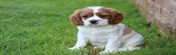 Mixed Breed dogs for sale: Playful Pugalier puppies for sale!  - Advert 36