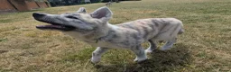 Japanese Akita Inu dogs for sale: Beautiful RKC akita puppies full pedigree  - Advert 12