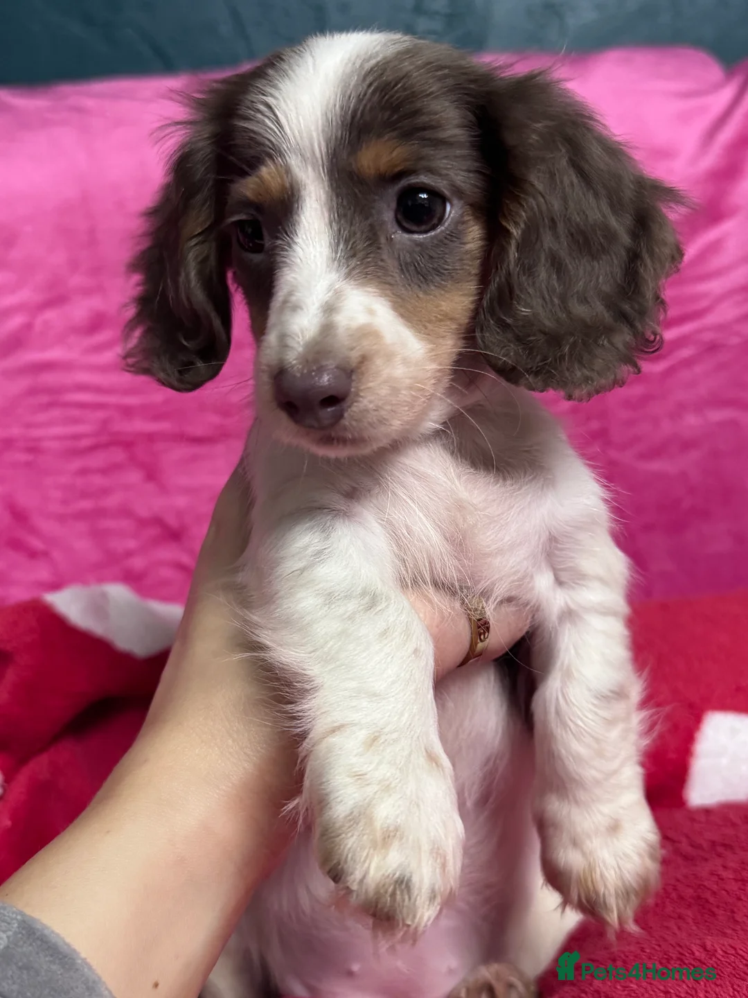 Miniature Dachshund dogs for sale: 4 cute piebald miniature dachshunds available  - Advert 12