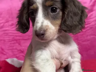 Miniature Dachshund dogs 4 cute piebald miniature dachshunds available - Advert 1