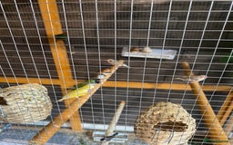 Finches birds for sale: Finches and Cage - Image 1