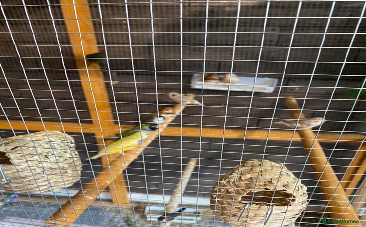 Finches birds - Advert 1