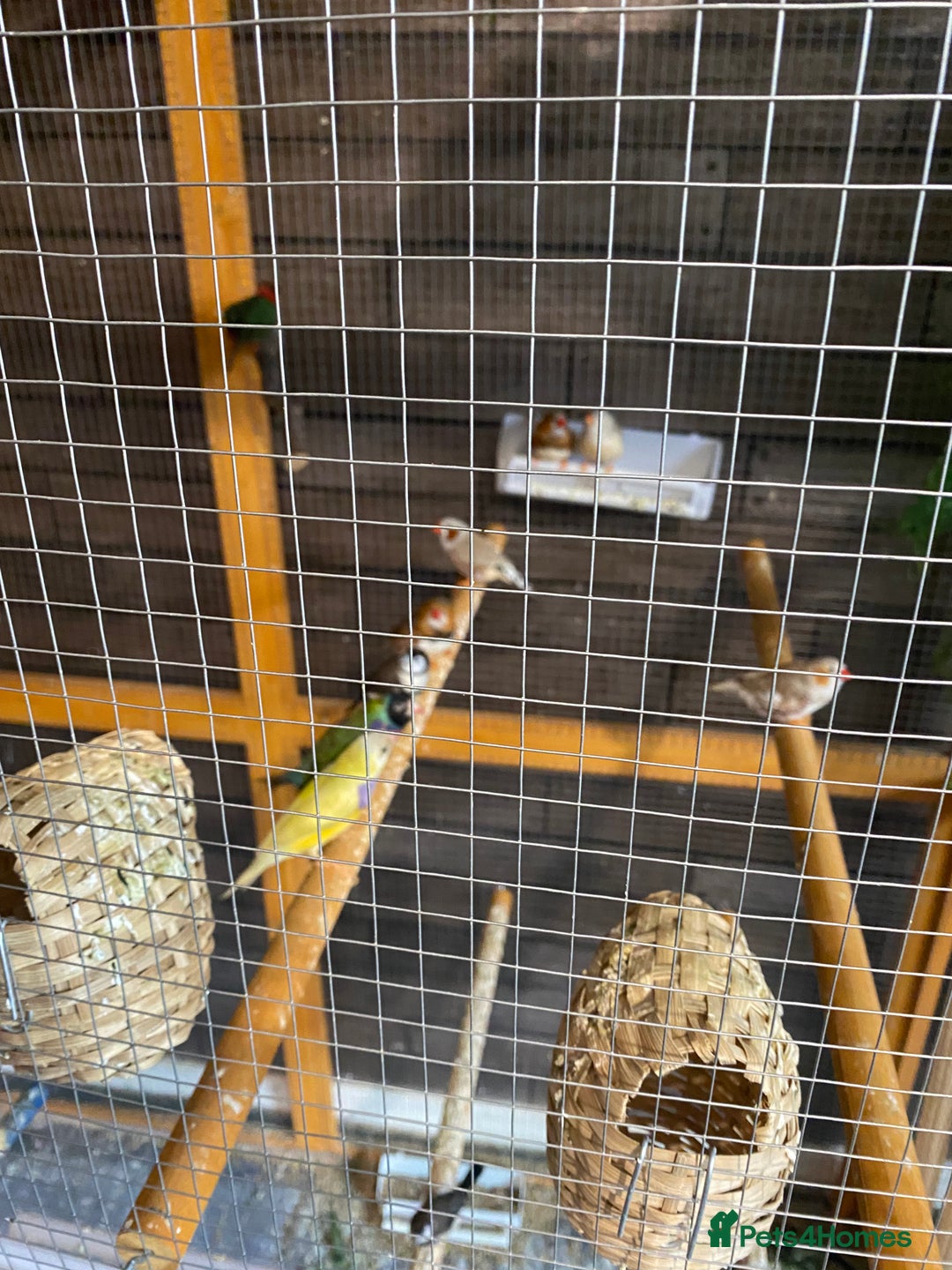 Finches birds for sale: Finches and Cage - Image 1