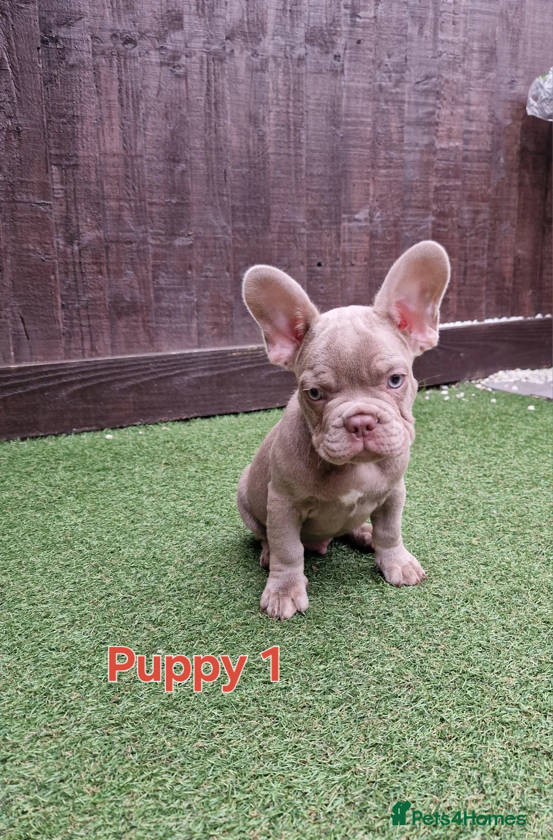 French Bulldog dogs for sale: Puppies  - Advert 5