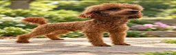 Toy Poodle dogs for stud: ✨ TINY TOY ✨ 2.5Kg✨KC ✨HEALTH TESTED ✨ - Advert 1