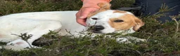 Mixed Breed dogs for adoption: Evie - Milton Keynes  in Milton Keynes - Advert 9