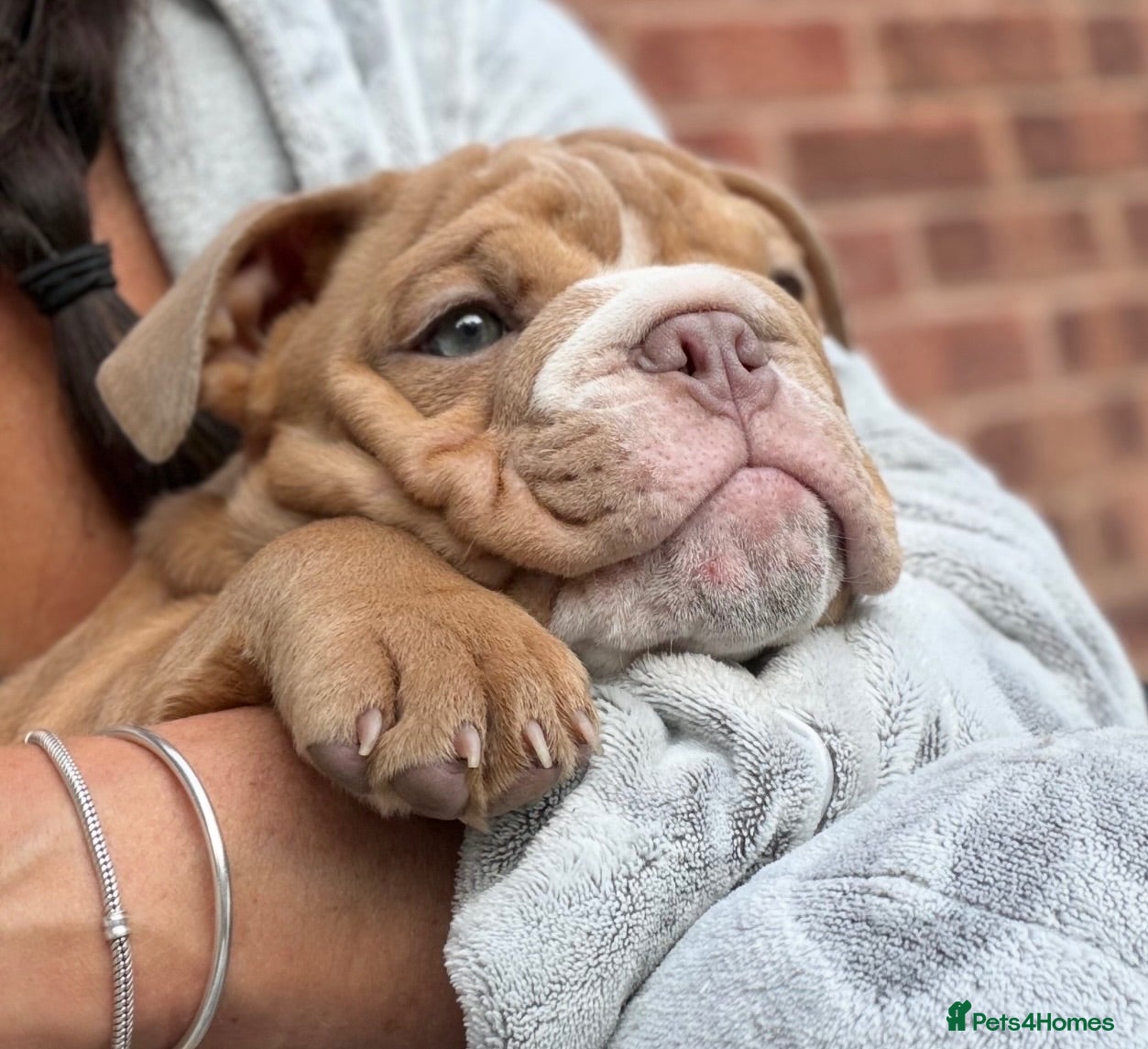 English Bulldog dogs English Bulldog Puppies  - Advert 5