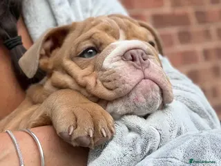 English Bulldog dogs English Bulldog Puppies - Advert 1