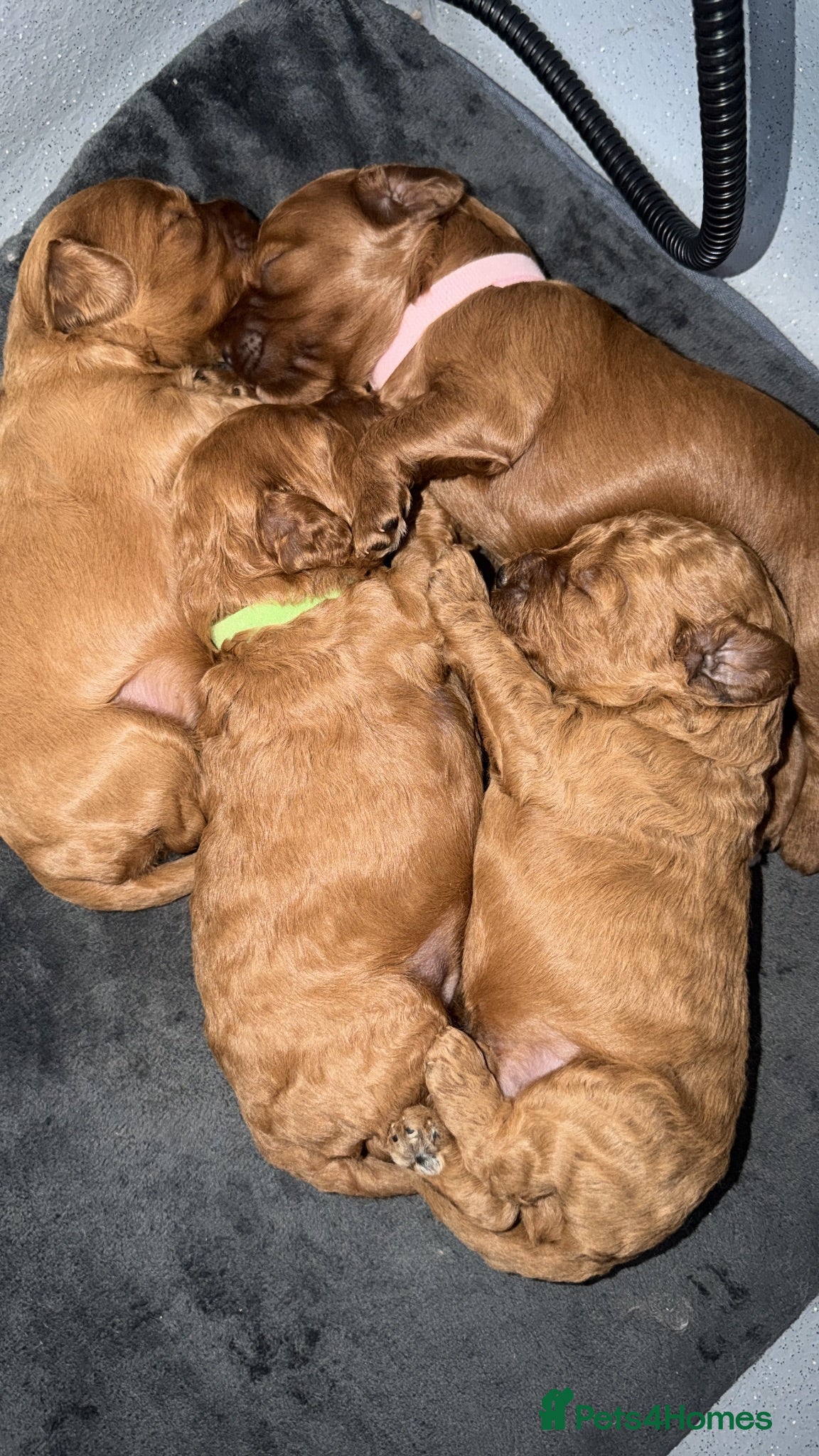 Cavapoo dogs F1b fox red Cavapoos  - Advert 11