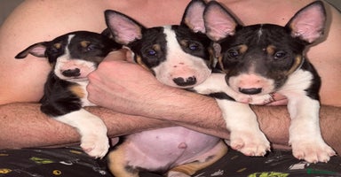 English Bull Terrier dogs - Advert 7