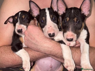 English Bull Terrier dogs - Advert 3