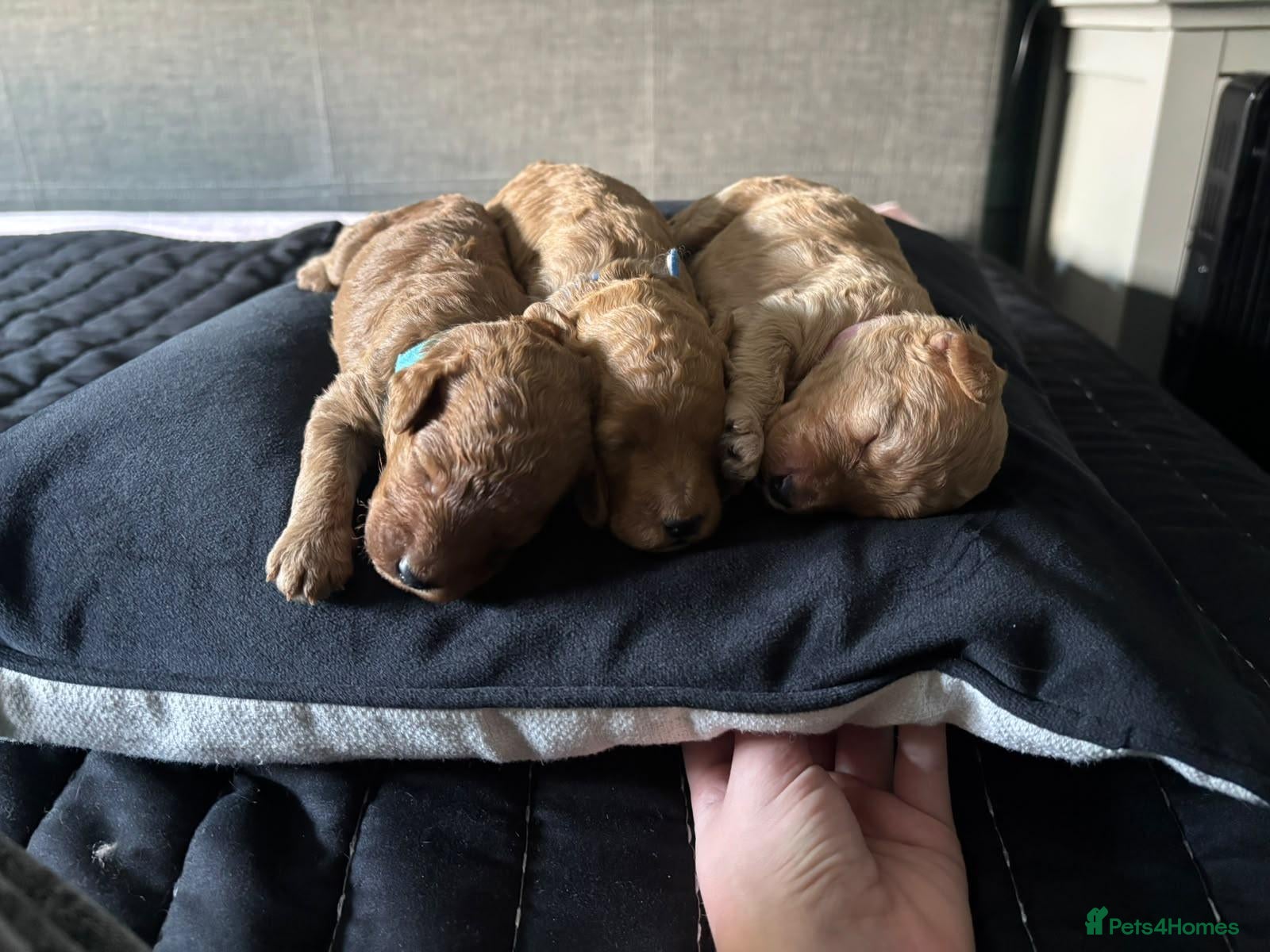 Cockapoo dogs 3 Apricot cockapoo puppies - Advert 1