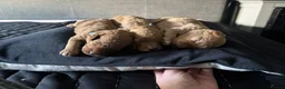 Cockapoo dogs for sale: 3 Apricot cockapoo puppies in Trowbridge - Advert 1