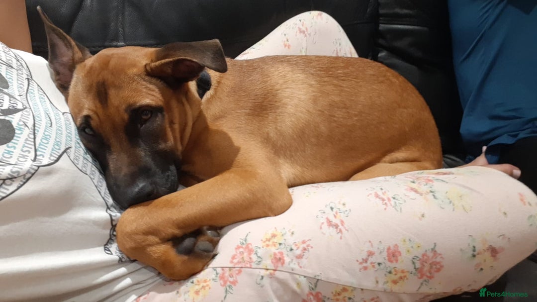 Mixed Breed dogs for sale: Bullherder girl  - Image 3