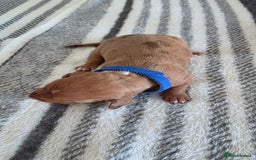 Dachshund dogs for sale: Dachshund tweenies for sale - Image 13