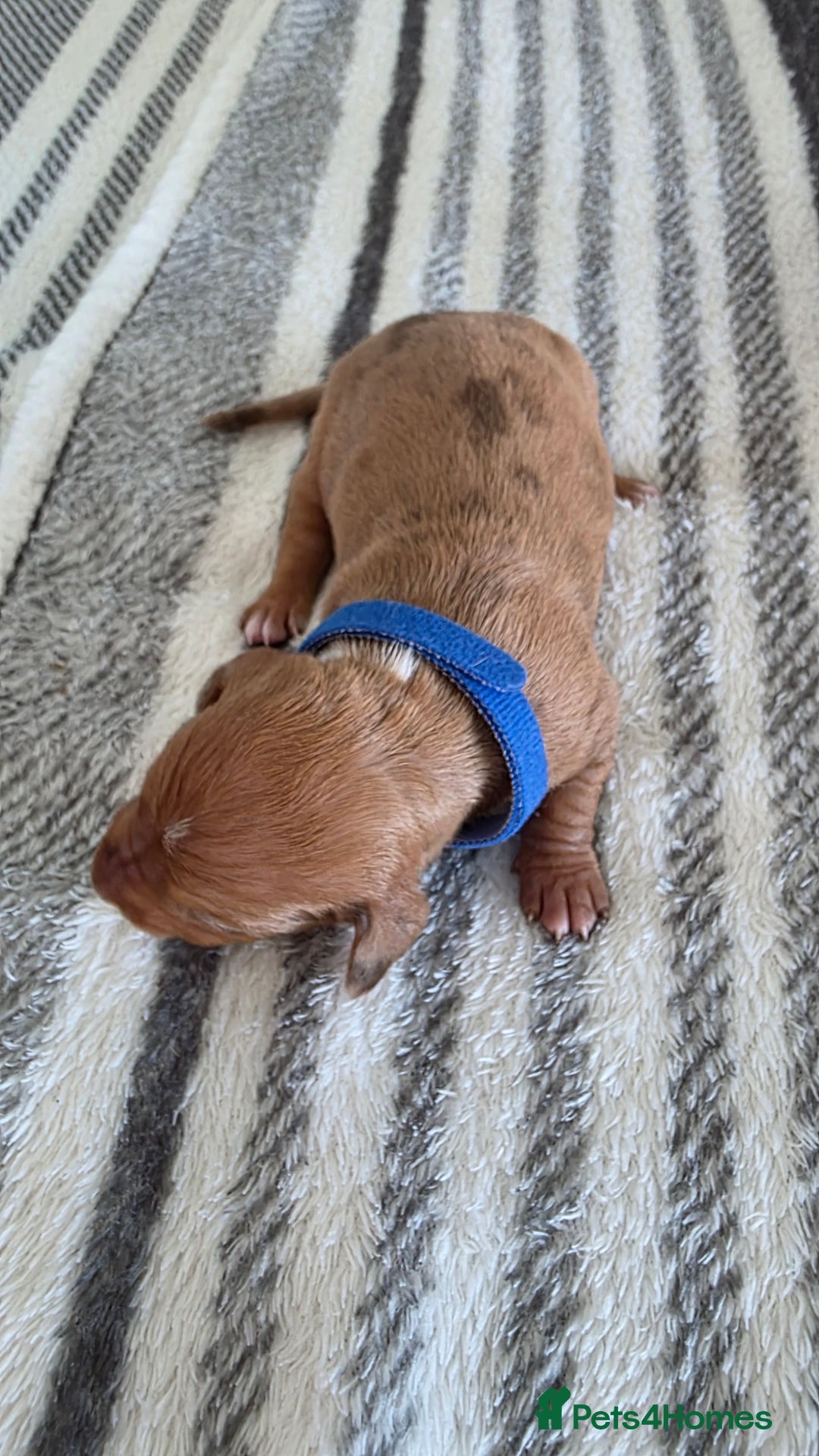Dachshund dogs for sale: Dachshund tweenies for sale - Image 13