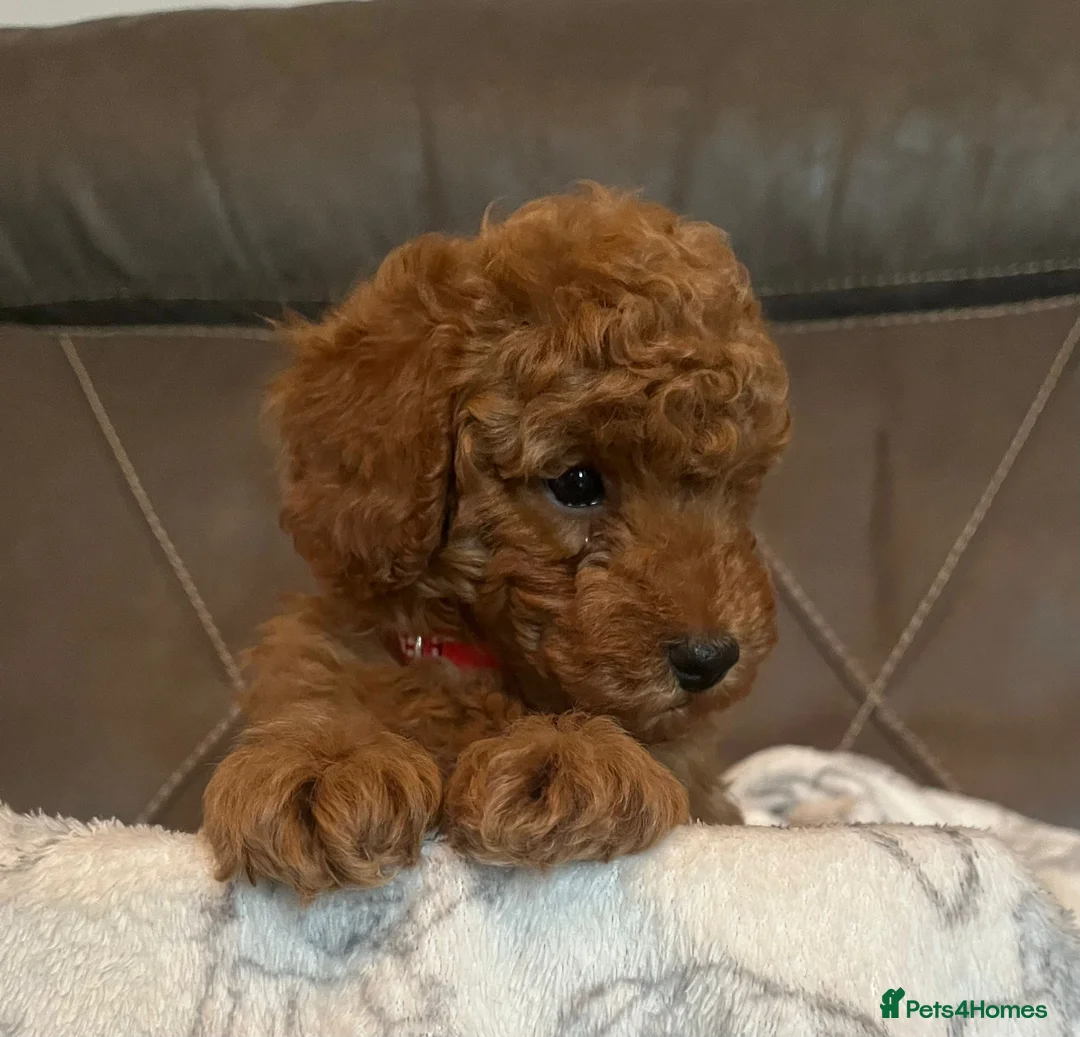 Toy Poodle dogs for sale: Stunning Toy Poodle Boy – Fully Vaccinated - Advert 2