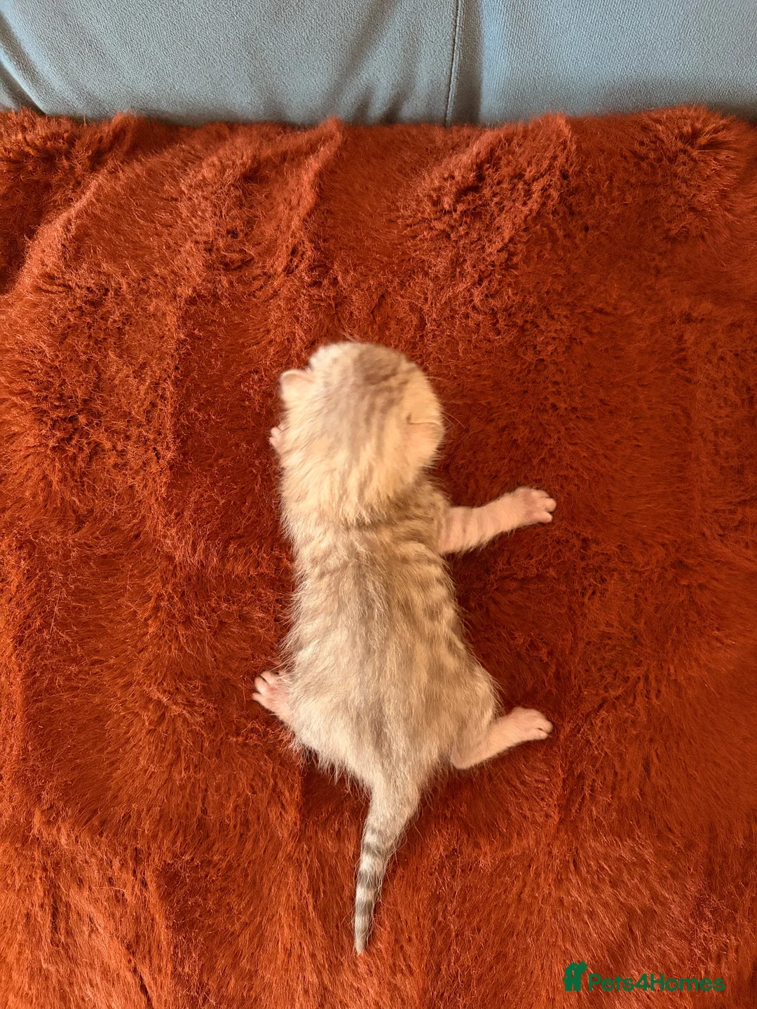 Bengal cats for sale: Bengal Kittens - Advert 2