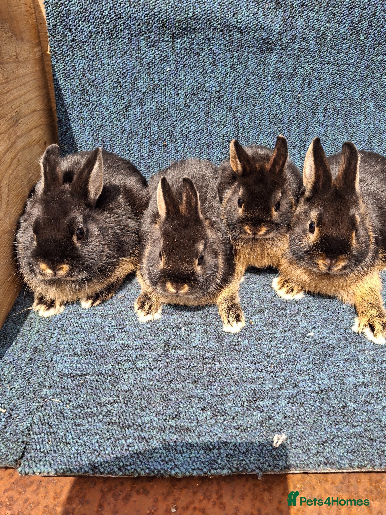 Netherland Dwarf rabbits Beautiful baby netherland dwarfs - Advert 1