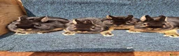 Netherland Dwarf rabbits for sale: Beautiful baby netherland dwarfs ready now - Advert 1
