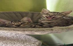 Bengal cats for sale: Sweet Bengal Kittens For Sale  - Image 37