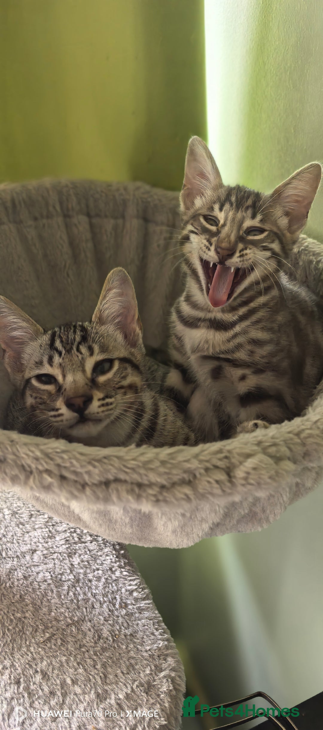 Bengal cats for sale: Sweet Bengal Kittens For Sale  - Image 37