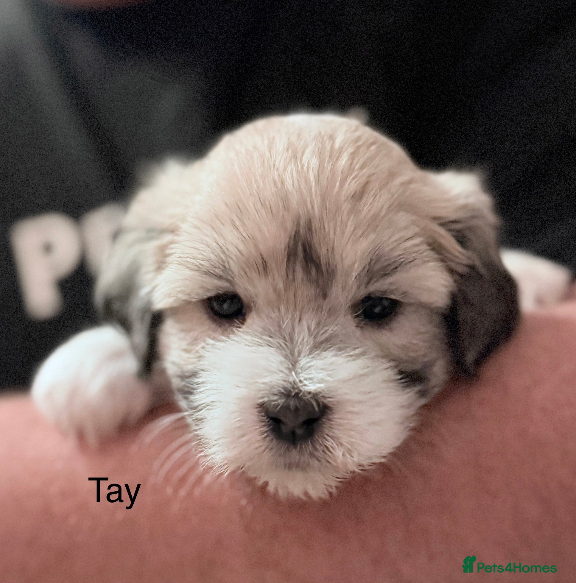 Coton De Tulear dogs KC reg Coton de Tulear parent's HEALTH TESTED  - Advert 3