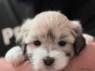 Coton De Tulear dogs KC reg Coton de Tulear parent's HEALTH TESTED - Advert 3