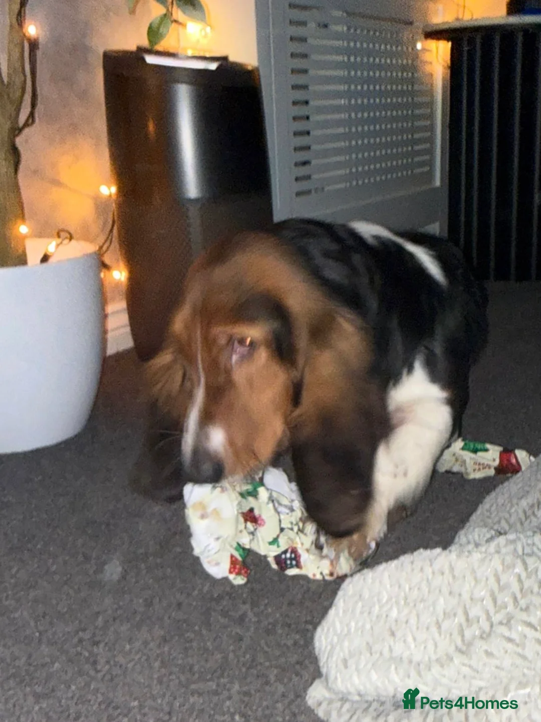 Basset Hound dogs for sale: Basset hound male for sale  - Advert 4