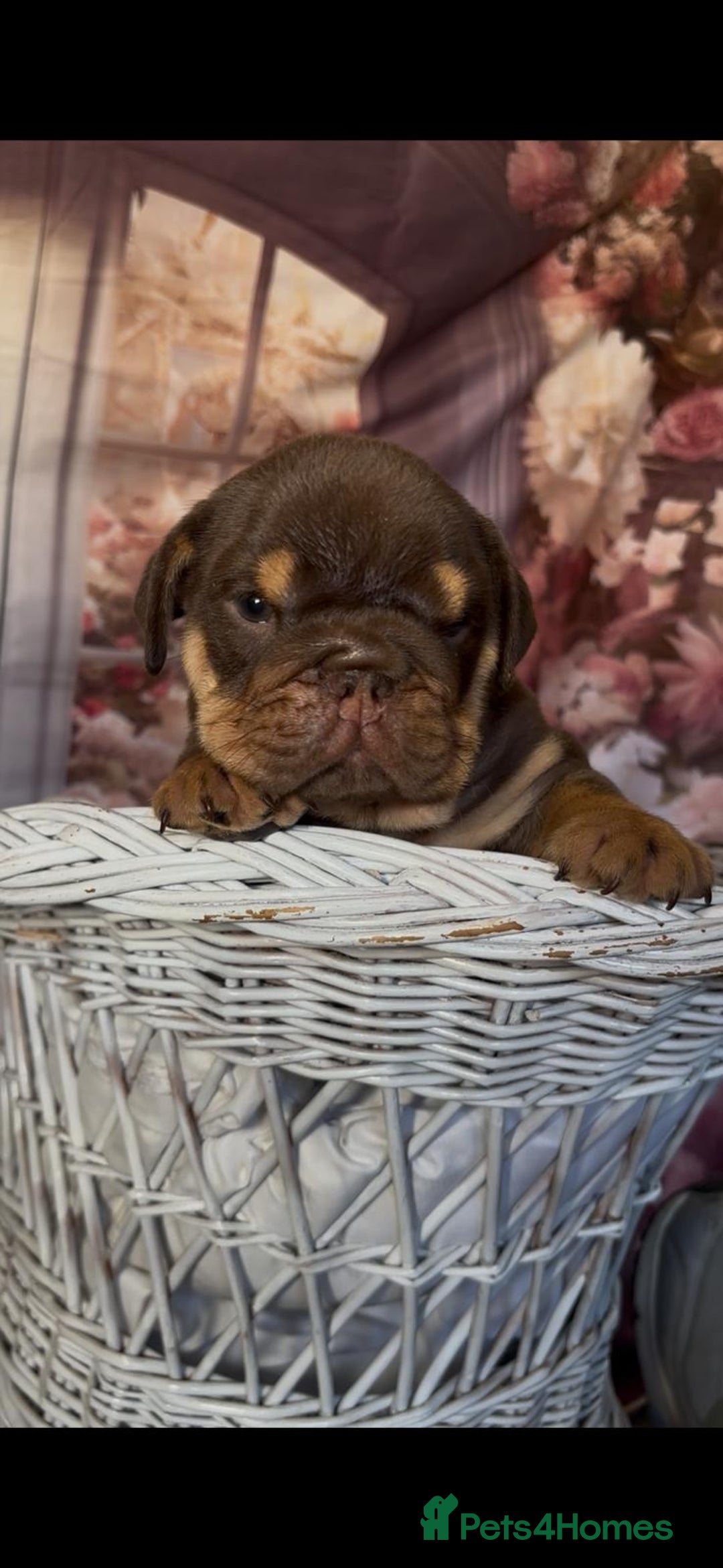 English Bulldog dogs for sale: KC REGISTED TOP BLOODLINE  - Image 4