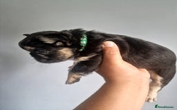 French Bulldog dogs for sale: Fluffy french bulldog puppies - Image 17