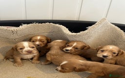 Cocker Spaniel dogs for sale: Kc cocker spaniels  - Image 1