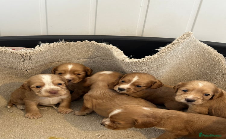 Cocker Spaniel dogs - Advert 16