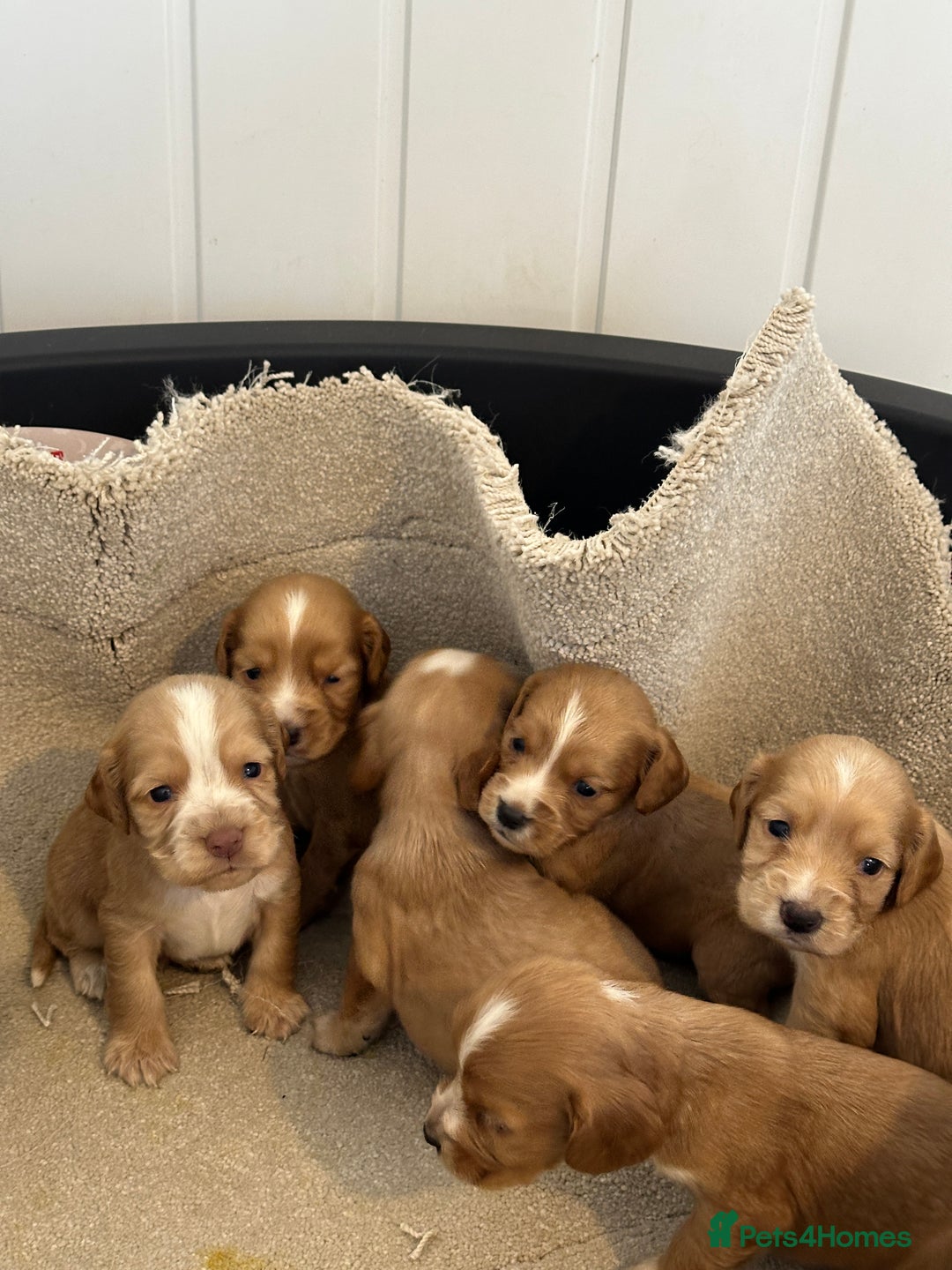 Cocker Spaniel dogs for sale: Kc cocker spaniels  - Image 1