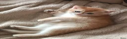 British Shorthair cats for sale: Outstanding Golden British Shorthair Typе ReadyNow - Advert 7
