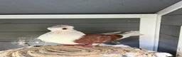 Pigeons birds for sale: Syrian Pigeons  in London - Advert 1