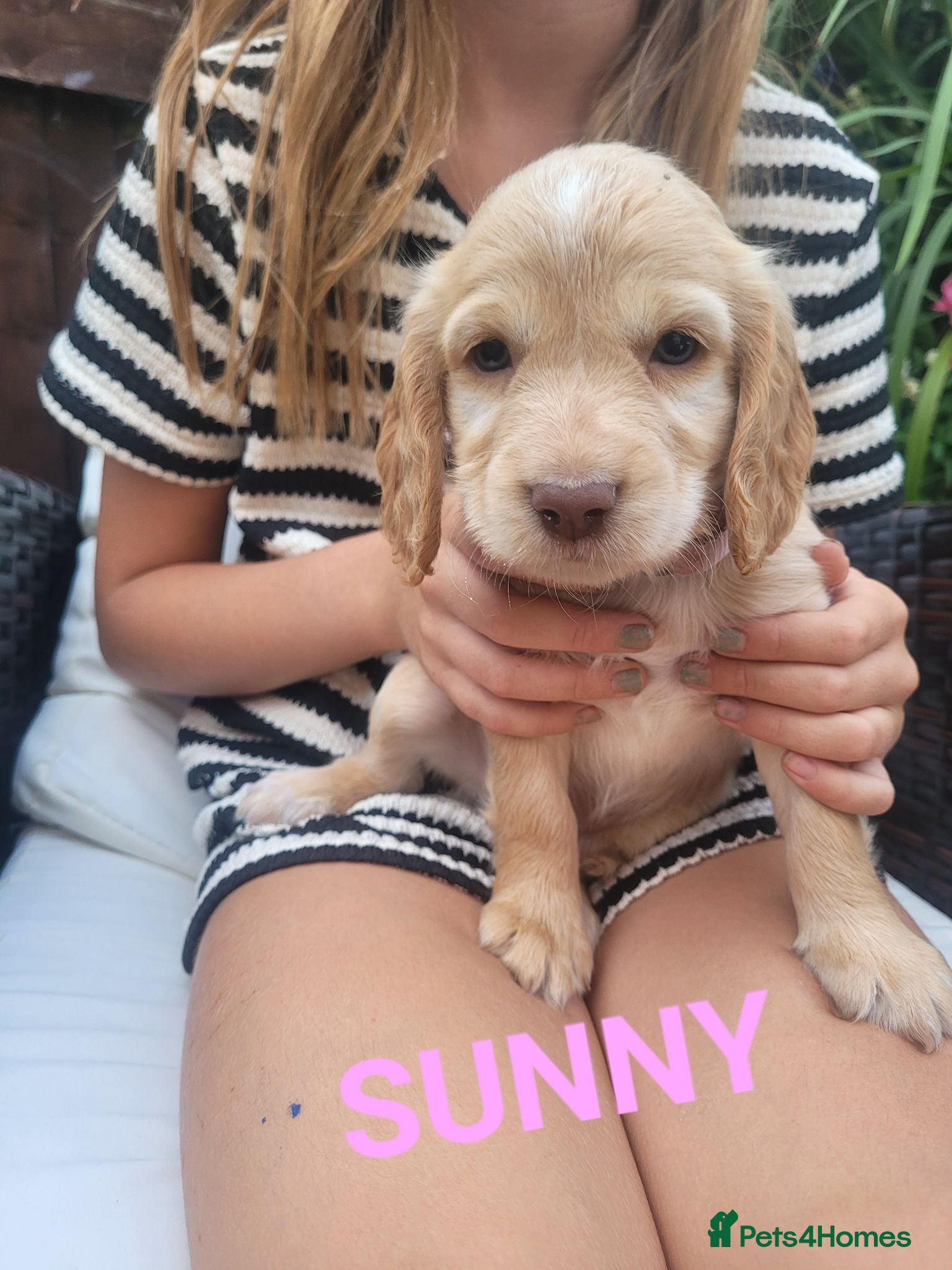 Cocker Spaniel dogs Beautiful golden working cocker spaniel puppies  - Advert 18
