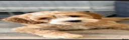 Labradoodle dogs for sale: Australian Labradoodles - Fully health tested - Advert 5