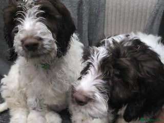 Cockapoo dogs Beautiful Cockapoo puppies for sale - Advert 18