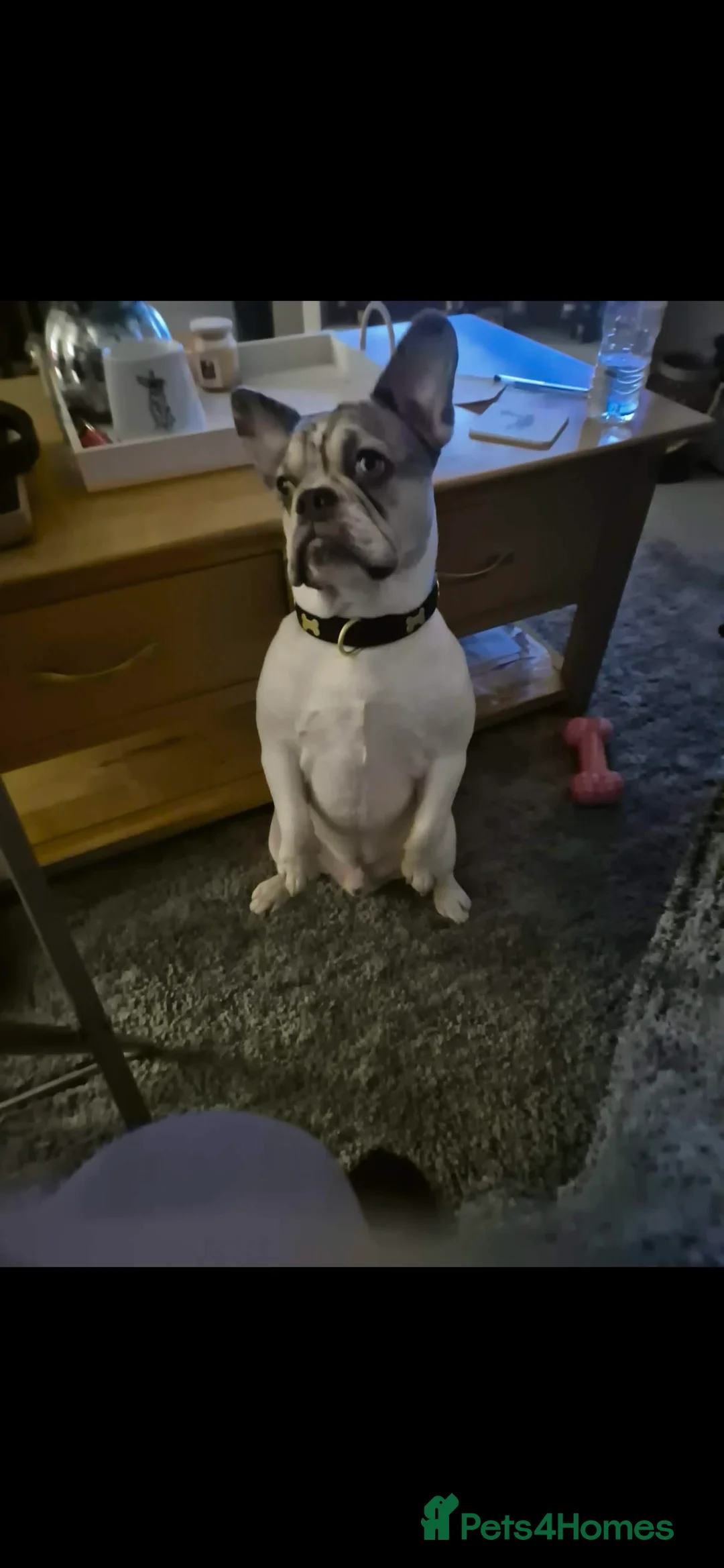 French Bulldog dogs for sale: French Bulldog  - Advert 3