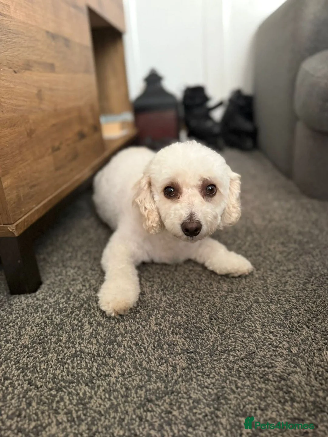 Mixed Breed dogs for sale: 4 beautiful cavapoochon MERLE puppies - Advert 1
