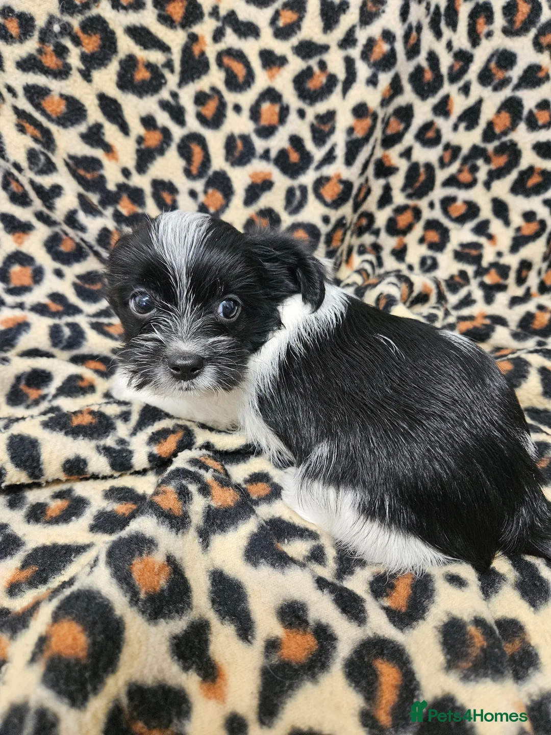 Yorkshire Terrier dogs for sale: DNA tested parents Biewer boy ready now - Advert 1