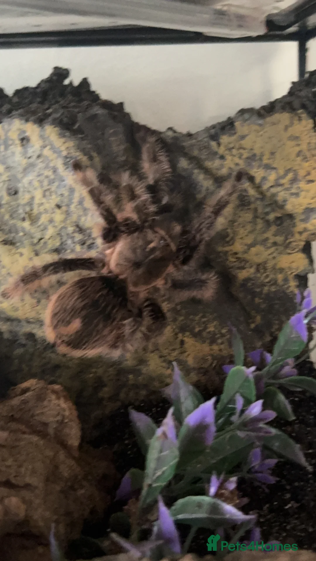 Tarantulas invertebrates for sale: Female curly hair with full setup in Harlow - Advert 2