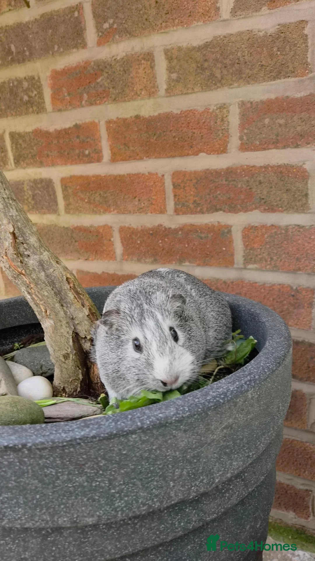 Guinea Pig rodents for sale: Two bond beautiful females Guinea pigs - Advert 2
