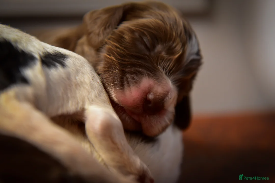 Cocker Spaniel dogs for sale: Beautiful Soft Natured Cocker Spaniels KC Reg - Advert 3