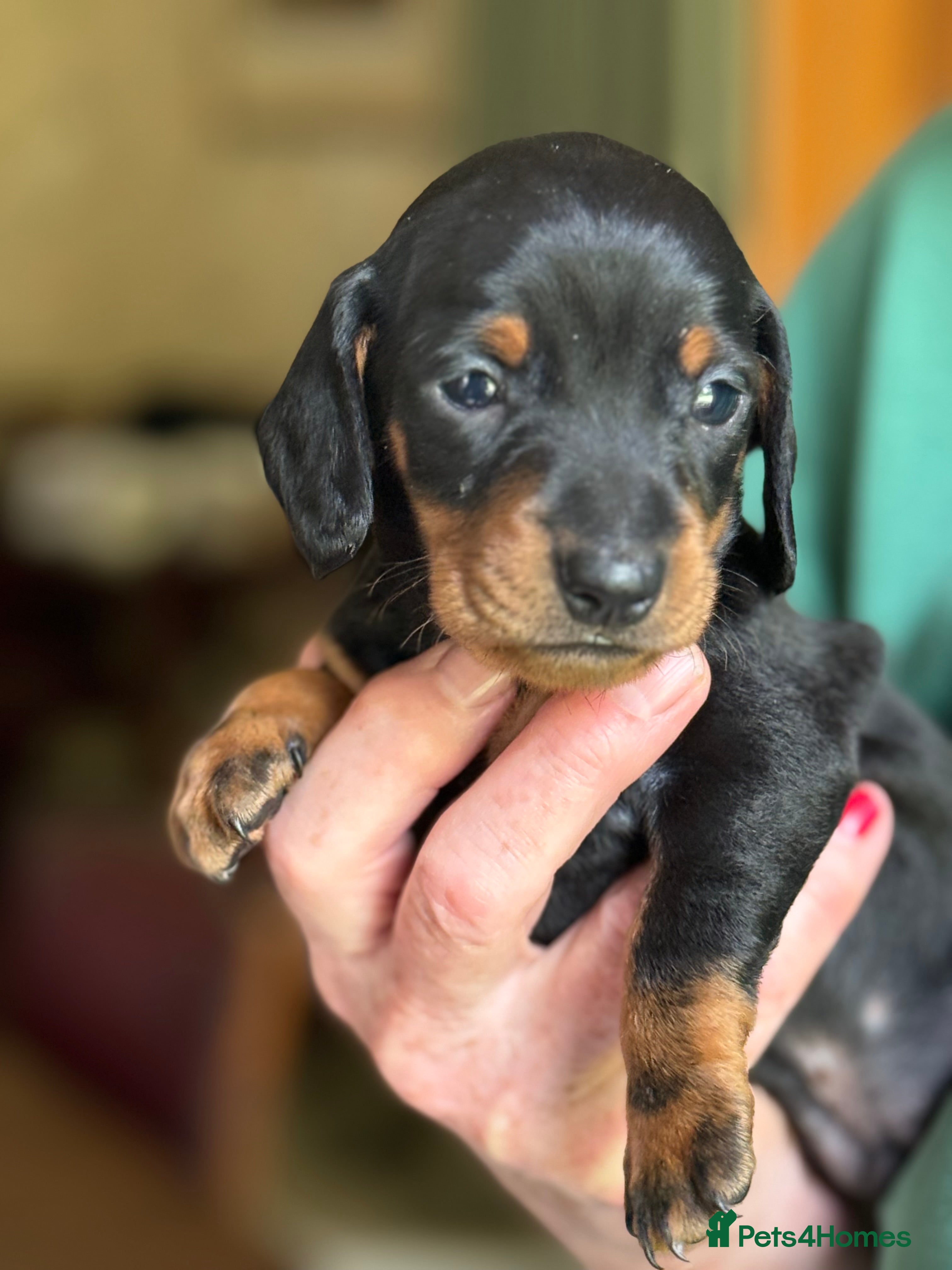 Miniature Dachshund dogs Miniature smooth hair dachshund puppies (Scotland) - Advert 2
