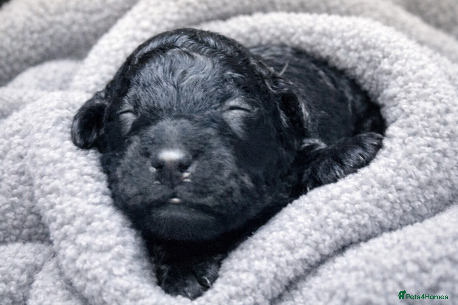 Cockapoo dogs F1BB Cockapoo Puppies Blue Merle, Apricot & Black - Advert 2